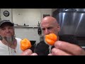 Johnny vs. a Normie...Josh tries a Scotch Bonnet and a Caribbean Red Habanero.....how does he do?