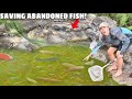 Saving Aqaurium Fish LIVING in ABANDONED POND!