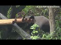 圓仔姐姐戶外上班，上上下下找點心 熊貓貓熊the giant panda yuan yuan and yuan bao 台北市立動物園