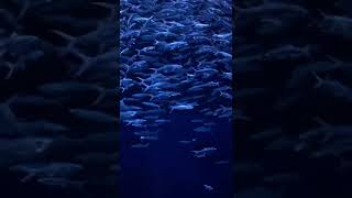 Amazing milkfish in an aquarium | a school of milkfish