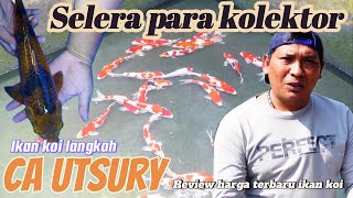 Koi langkah‼️ca utsury original ,,banyak pilihan kualitas matab riview harga koi