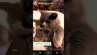 ガーシーの猫(=^_^=)グリ～