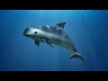 The Most Endangered Porpoise in the World