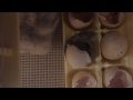 a silkie hatching