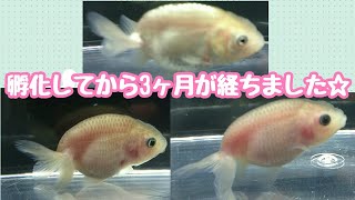 【らんちゅう】今週の様子【明け2歳\u0026青子】