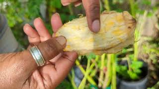 How to grow mango tree from seed PLUS polyembryonic vs monoembryonic seeds