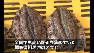 【福島県】震災を乗り越え７年ぶりのアワビ漁 | ソーシャルイノベーションニュース