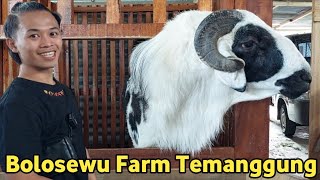 DOMBA LOKAL TERBESAR DI KANDANG BOLOSEWU FARM TEMANGGUNG