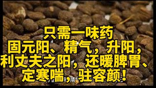 只需一味药，固元阳 精气 升阳 ，利丈夫之阳，还暖脾胃 定寒喘，驻容颜！