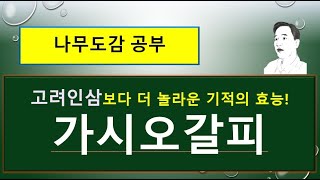 가시오갈피는 어떤 나무일까? : 고려인삼보다 더 놀라운 기적의 효능!