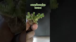 සෙලජිනෙල්ලා අපුෂ්ප ශාකය