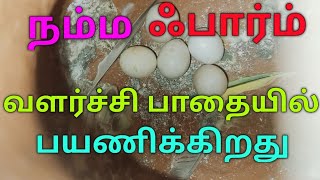 ஆஃப்ரிக்கன் லவ் பேட்ஸ் முட்டை விட்டு விட்டது