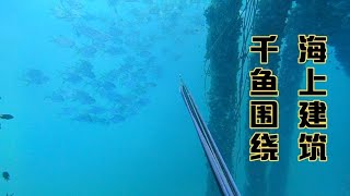 海上建筑百米深度，海水能见度高达20米，万条大鱼是蜂拥而来【探海老表】