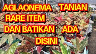 AGLAONEMA TANIAN RARE, BATIKAN ADA DISINI