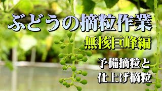 ぶどうの摘粒作業（無核巨峰編）予備摘粒・仕上げ摘粒