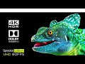 8K #Videos_World HDR #Ultra HD