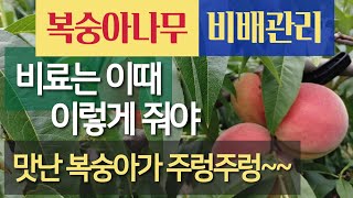 복숭아나무 - 비료주는 시기와 횟수 # 밑거름 # 추비 #감사비료