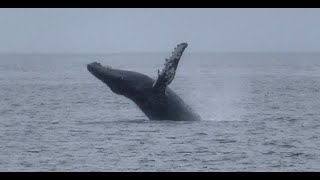 2024 WhaleCoast Alaska All-Alaska Tour