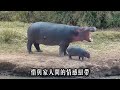 世界上十個最好的動物父母，第三名為後代奉獻生命，榜首堪比人類 top5 top10 世界之最world jo奇妙之眼 揭秘 科普 好奇心 史前巨兽 揭秘 奇聞異事 带你看世界