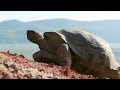 New Season | Wild & Weird | National Geographic MENA