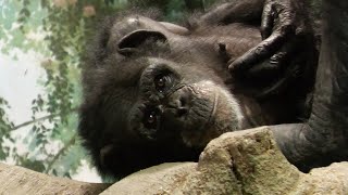 可愛いしわしわアラレ（Cute wrinkled Arale）　よこはま動物園ズーラシア　チンパンジー　202108