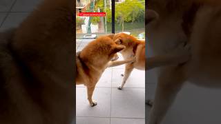 funny animals, funny cats and dogs cute pets, animal video, funny cat, funniest animal #doglover