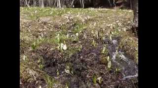 越本の水芭蕉