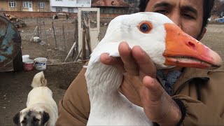 Hobbies poultry in Turkey