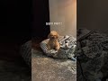 보리야 뭐해 타이니푸들 dog puppy 토이푸들 강아지