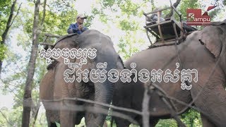 Cambodia elephant is an Endangered animals - ដំរីកម្ពុជាគឺជាសត្វដែលជិតផុតពូជ