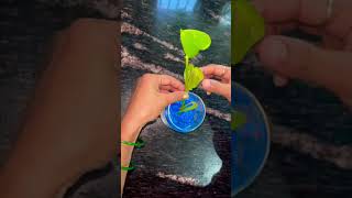 Water Plant ☘️ कि सुरक्षा कैसे करे और अच्छा दिखने के लिए क्या करे  blue stone। 🔵 #trendingshorts