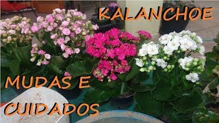 Kalanchoe faça mudas da forma mais fácil do mundo!