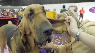Breed-Specific Grooming Tips from 2013 Westminster Dog Show | Petco
