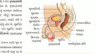 પુરુષ પ્રજનન તંત્ર