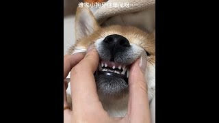 谁家小狗牙住单间啊？？？？？ #柴犬 #萌宠日常记录 #萌宠出道计划