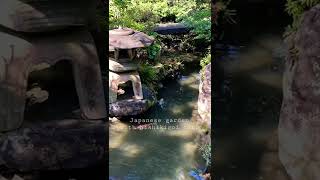 Japanese garden with Nishikigoi carp 錦鯉が泳ぐ日本庭園（武家屋敷跡 野村家より）