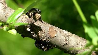 Protaetia Flower Beetles Lick Willow Sap シロテンハナムグリが柳の枝で樹液を吸汁