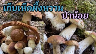 #ชีวิตในต่างแดน# เก็บเห็ดผึ้งหวาน ต่อจากคลิปที่แล้วจ้า