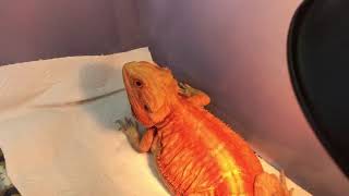 鬆獅蜥揮手：bearded dragon waving