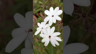 Jasminum Elongatum Flower Plants | Beautiful flowers | HB Gardeners.#shorts #shortsvideo #jasminum