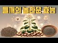 들깨의 놀라운 효능 8가지 : 고소한 풍미와 풍부한 감칠맛!