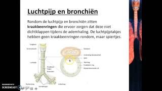 Verbranding en ademhaling - Het ademhalingsstelsel