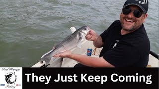 UNLIMITED Bass Fishing | They Just KEEP Coming | Summertime BASSING at its Best | Essex Coast