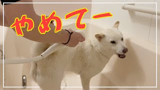 【絶叫】大嫌いなシャンプーは叫びながら拒否する柴犬！