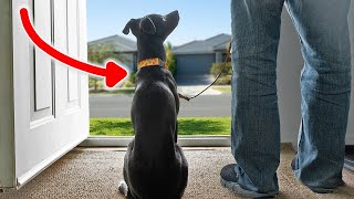 5 Things You NEED To Do Every Morning With Your New Puppy!