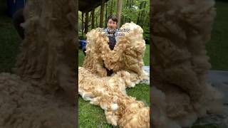 Turning a Sheep Fleece into Yarn #yarn #handspunyarn #sheep