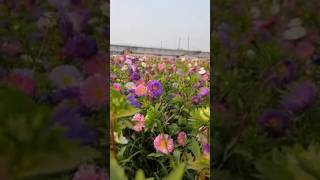 Khirai flower garden || khirai flowers garden || valley of flowers || ক্ষীরাই ফুলের স্বর্গরাজ্য