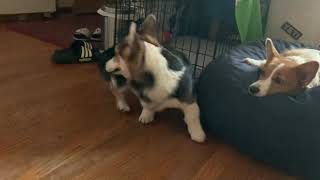 Corgi Chases His Own Tail 11/24/2021