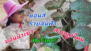 รีวิว ซื้อบอนนำเข้าออนไลน์ บอนสีรวยล้นฟ้า สวยงามแค่ไหน คุ้มไหม?