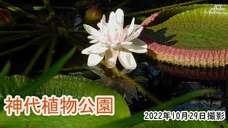 【4K】神代植物公園・大温室（2022年10月29日）